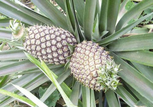 Fresh Pineapple