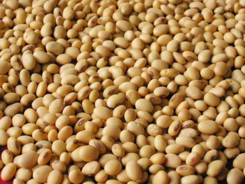 Soybean Seeds