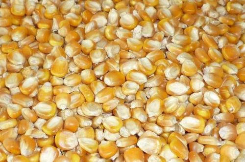 Maize Seeds, Speciality : High In Protein