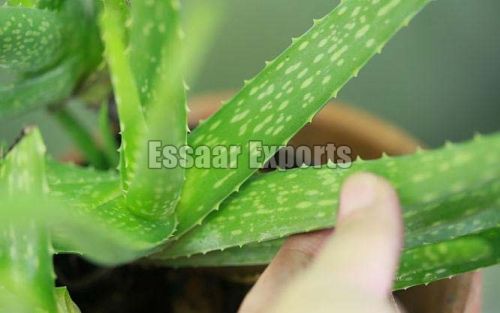 Organic Aloe Vera, For Cosmetic, Feature : Easy To Grow, Insect Free