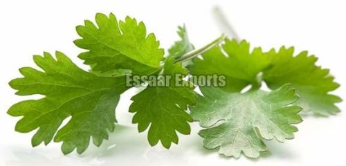 Fresh Cilantro, Moisture : 45%