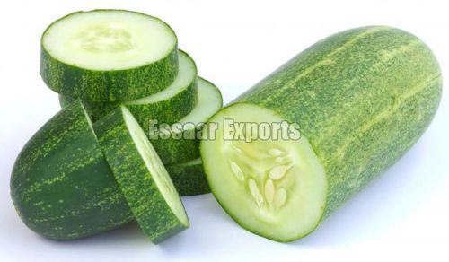 Fresh Cucumbers, Packaging Type : Plastic Bag, Wood Box