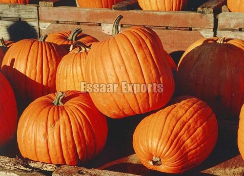 Organic Fresh Pumpkin, Color : Yellow