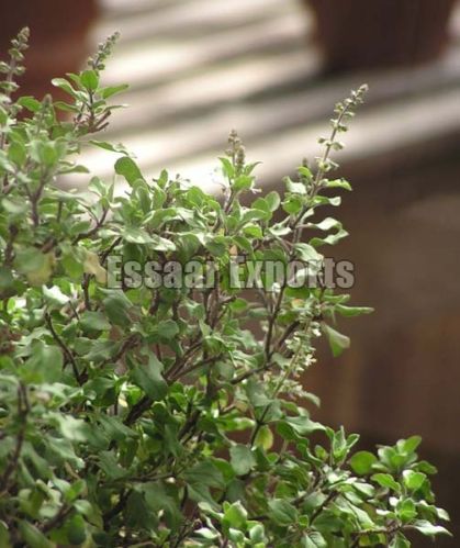 Ocimum Tenuiflorum,ocimum Tenuiflorum, Color : Green