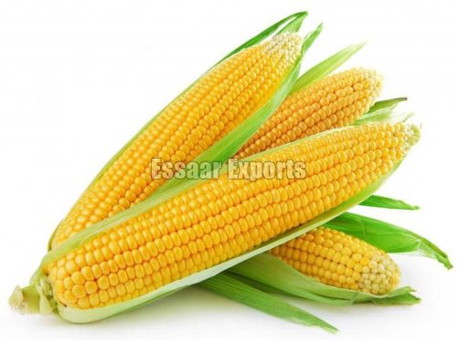 Sweet Corn, Packaging Type : Jute, PP Bag