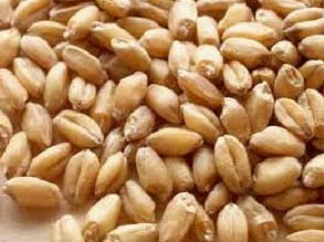Wheat seeds, Material : Wheat