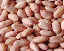 Groundnut