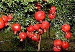 Fresh pomegranate, Packaging Size : 5-25kg
