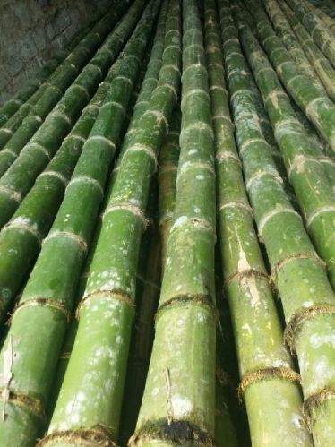 Bamboo poles, Packaging Type : NATURAL