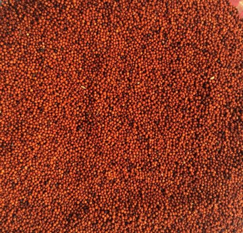 Finger Millet Seeds ( Red Millet )