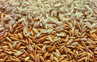 Non Basmati Fragrant Paddy Rice, For Human Consumption, Style : Fresh