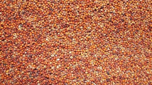 Ragi Seeds