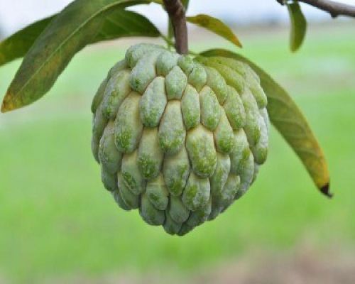 Fresh Custard Apple