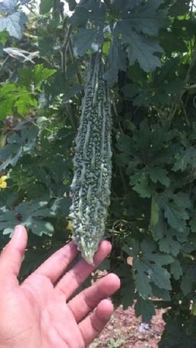 Fresh Bitter Gourd, Packaging Type : Jute Bag