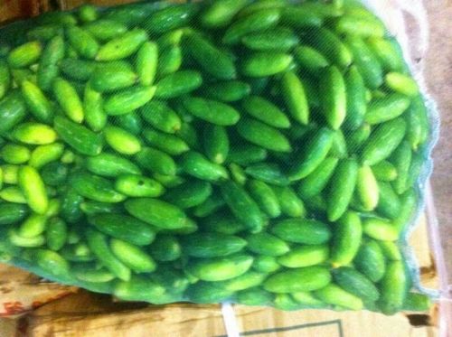 Organic Fresh Ivy Gourd, For Pesticide Free, High Nutritive Value, Non Harmful, Packaging Type : Plastic Packet