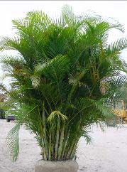 Areca Palm Plant