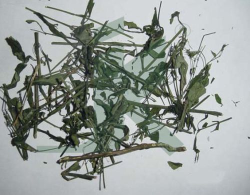 ANDROGRAPHIS PANICULATA EXTRACT (King Of Bitters, Kalmegh Extract)