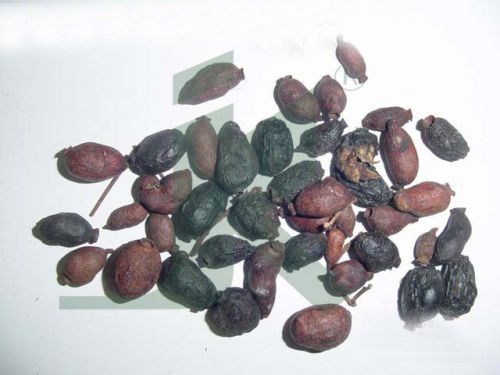 EUGINIA JAMBOLANA EXTRACT (Jamun Beej Extract)