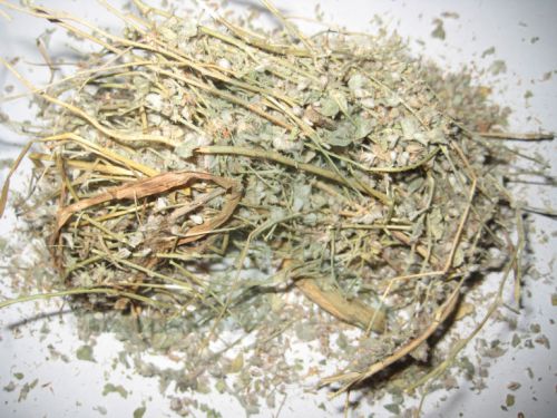 Evolvulus Alsinoides (Shankhpushpi)