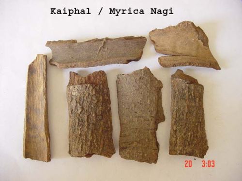 MYRICA NAGI EXTRACT (Bayberry, Box-Myrtle Extract)