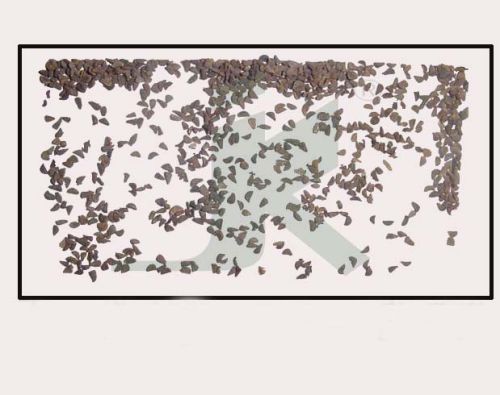 PEGANUM HARMALA LINN (syrian Rue)