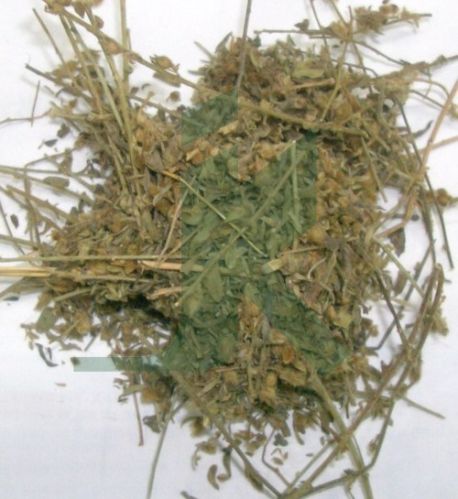 SOLANUM XANTHOCARPUM EXTRACT (Kantakari Extract)