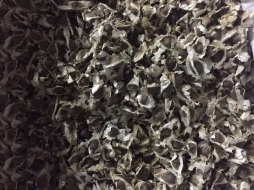 Moringa Oliefera Seeds, Packaging Type : 25 Kg HDPE Bags