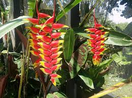 Heliconia Plant