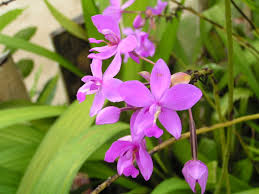 Spathoglottis Plant