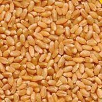 Sharbati Wheat Seeds