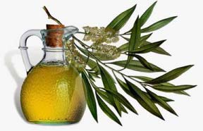 Tea Tree Oil