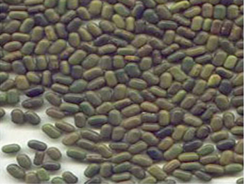 Sesbania seeds