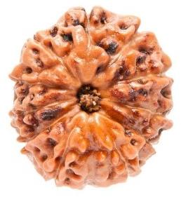 11 Mukhi Rudraksha Beads