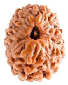 14 MUKHI RUDRAKSH