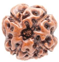 4 MUKHI RUDRAKSHA BEAD