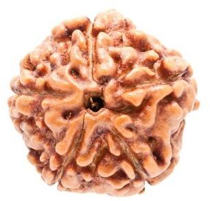 5 Mukhi Rudraksha Beads