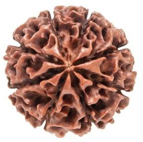 8 Mukhi Rudraksha Beads