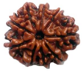 9 Mukhi Rudraksha Beads