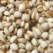 Coix Seed