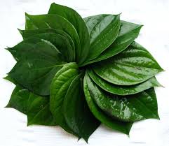 Best Price For Betel Leaves With Good Quality