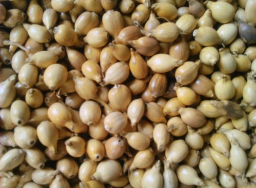 Coix Seed, Packaging Type : brown