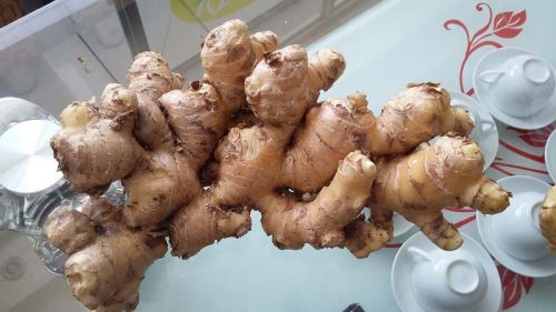 Fresh ginger, Packaging Type : yellow