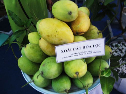 Fresh mangoes