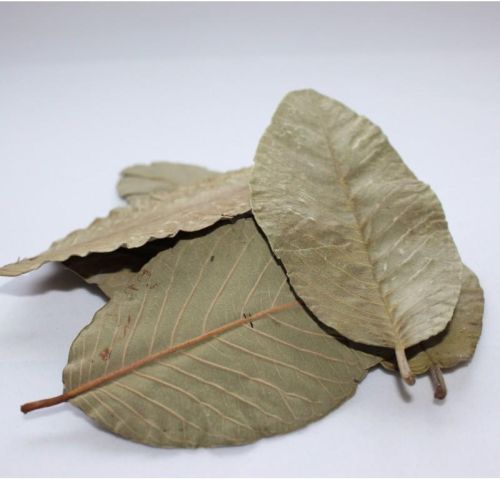 Guava leaves, Brand Name : Ltl Global co., Ltd
