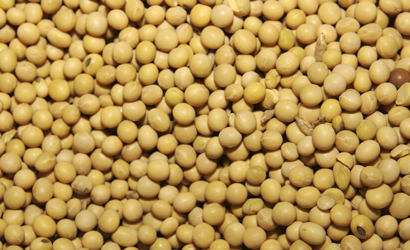 Organic Soybean Seeds, For Human Consumption, Style : Natural