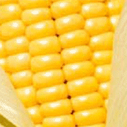 MAIZE (YELLOW)