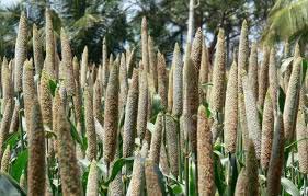 Millet Seeds