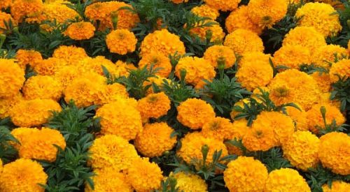 Fresh Marigold Flower