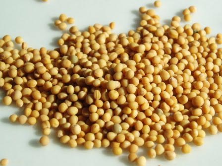 Mustard seeds, Color : Yellow