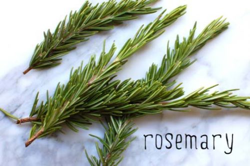 Rosemary Leaf